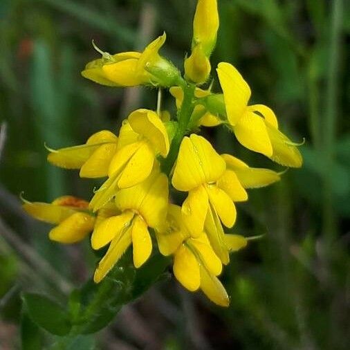 Genista germanica Кветка