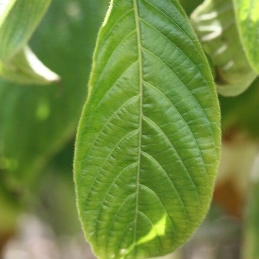 Aphelandra sinclairiana Lehti