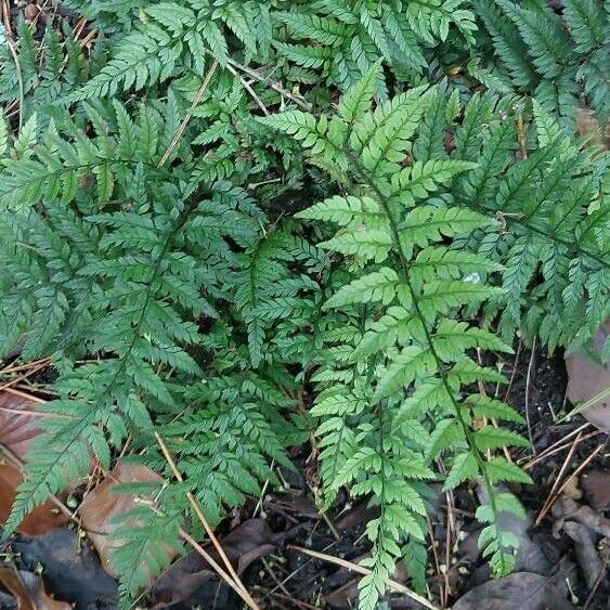 Polystichum luctuosum 葉