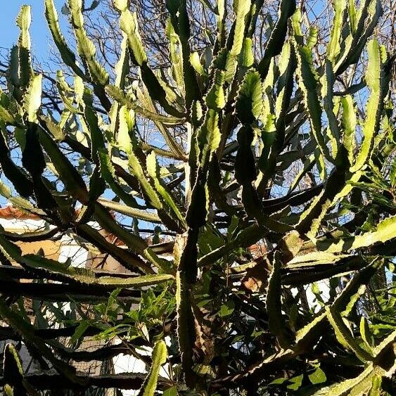 Euphorbia triangularis برگ