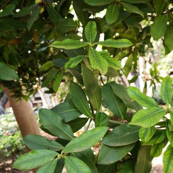 Acokanthera oblongifolia Blad