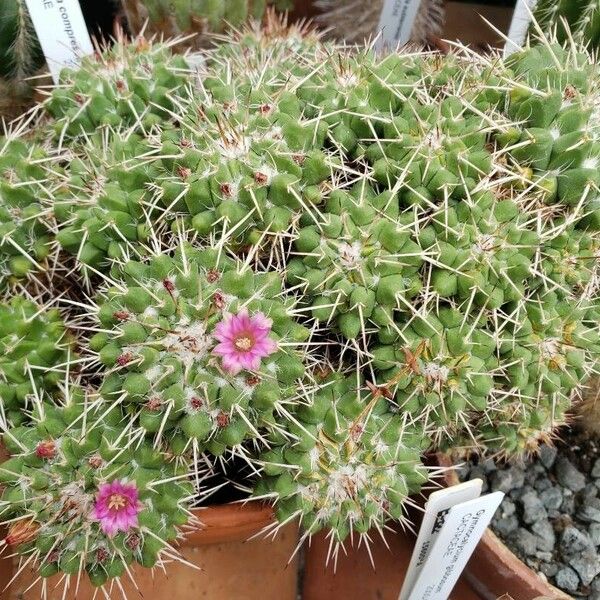 Mammillaria compressa Habitus