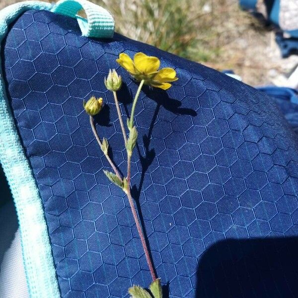 Potentilla pedata Flower