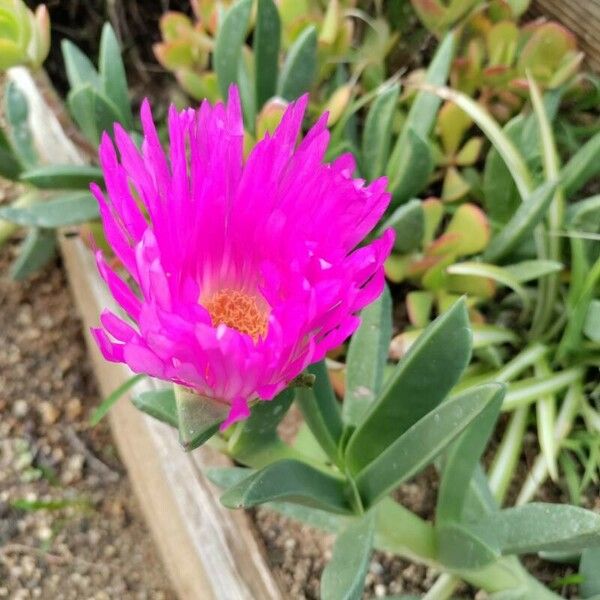 Carpobrotus chilensis Floare