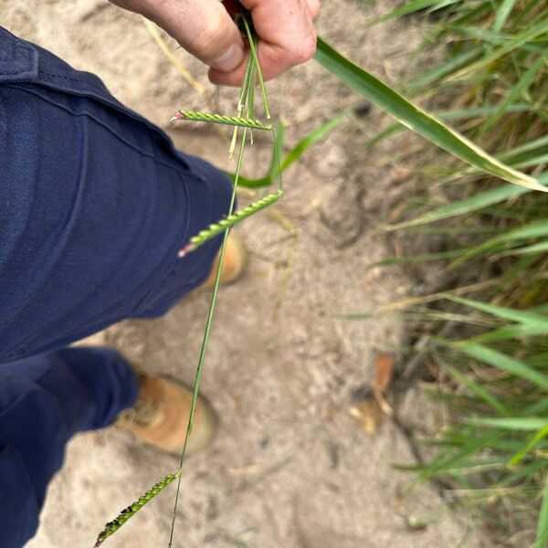 Urochloa eminii Õis