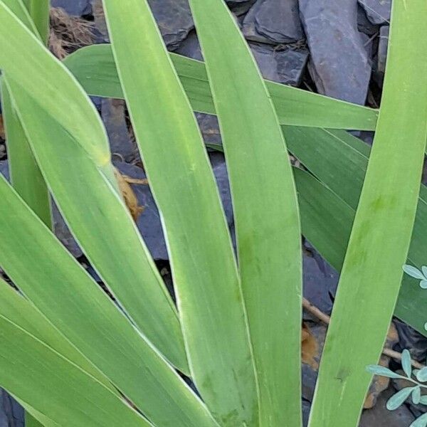 Iris domestica Fulla