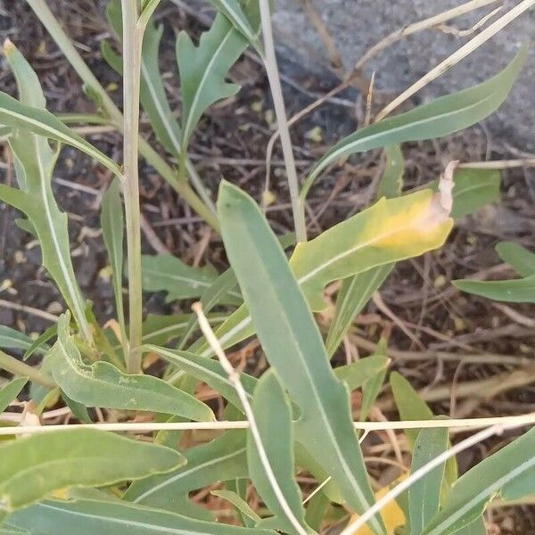 Diplotaxis tenuifolia List