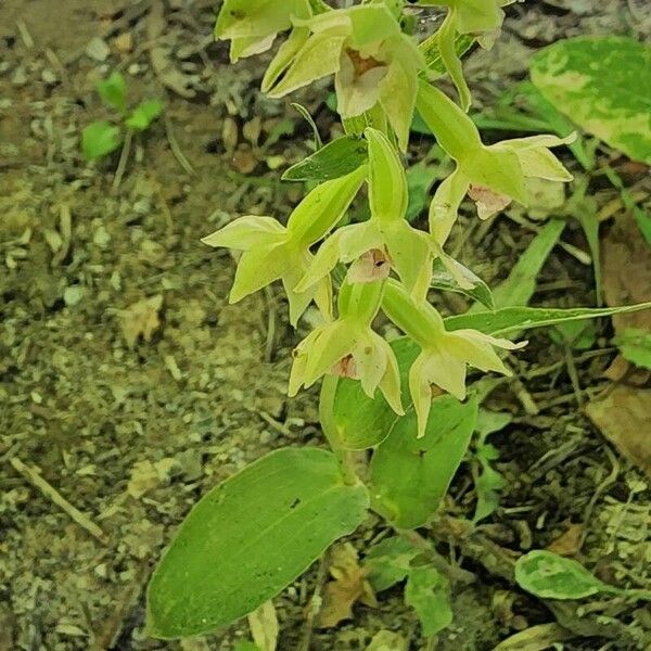 Epipactis persica Hábito