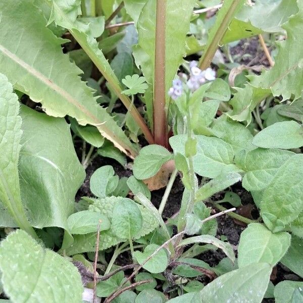 Myosotis arvensis Blad