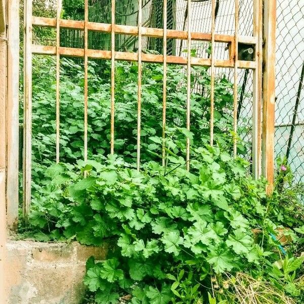 Malva sylvestris Vekstform