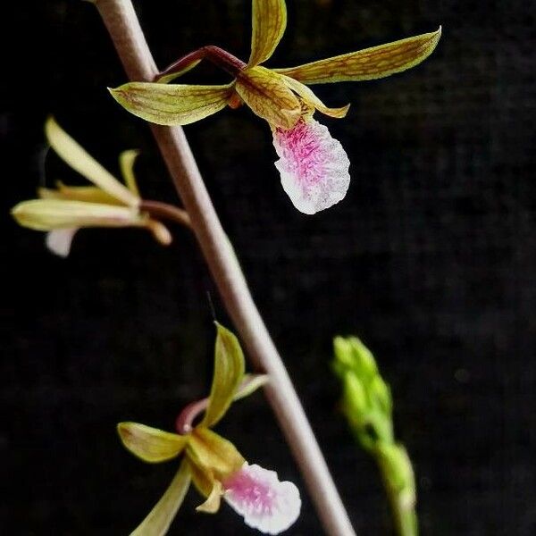 Eulophia graminea 花