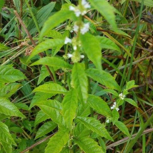 Lycopus rubellus Leaf