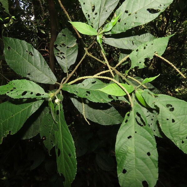 Acalypha diversifolia Foglia