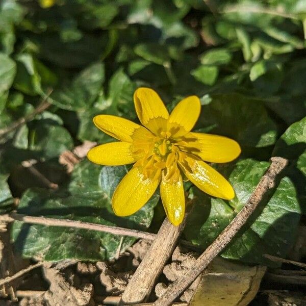 Ranunculus bullatus 花