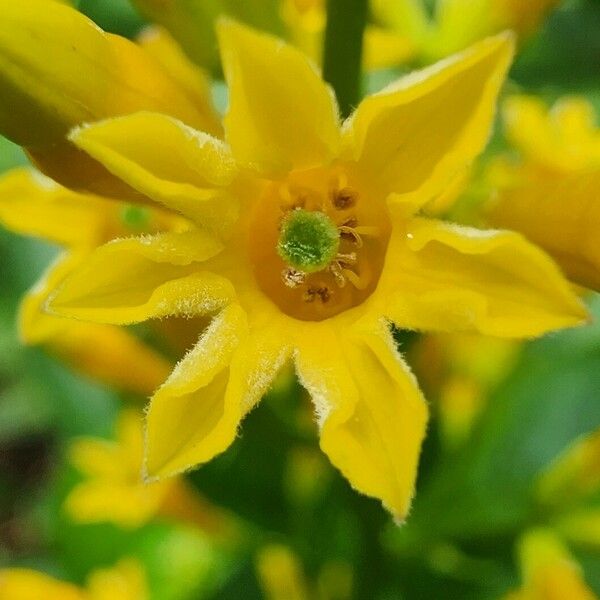 Cestrum aurantiacum Flower
