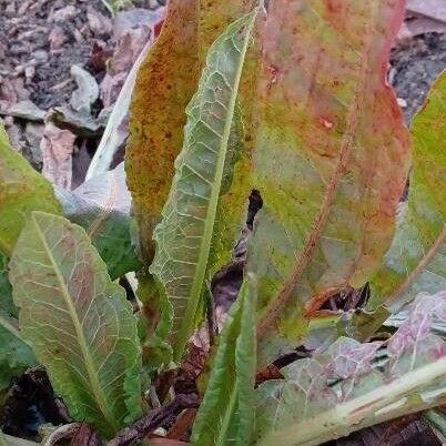 Rumex crispus Hábito