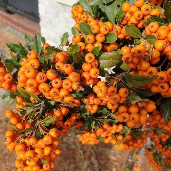 Pyracantha coccinea ഫലം