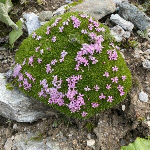 Silene acaulis Habitat