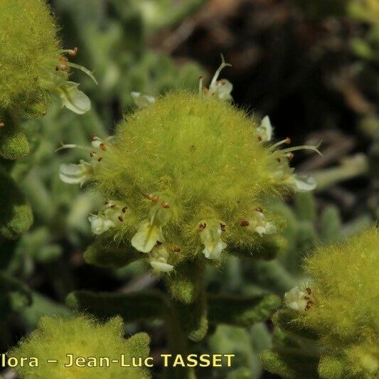 Teucrium rouyanum Blomma