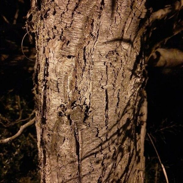 Acacia retinodes Bark