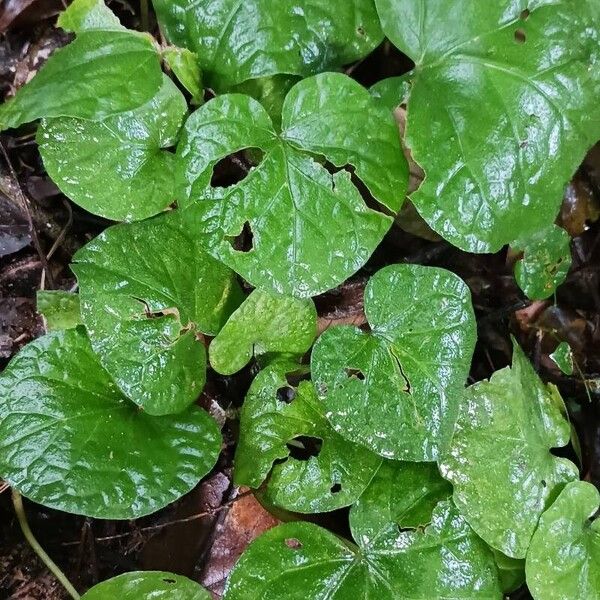 Centella asiatica 叶