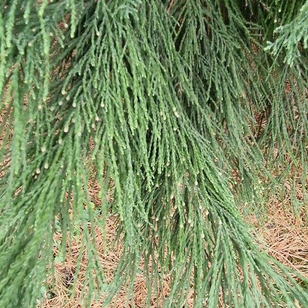 Sequoiadendron giganteum Leaf