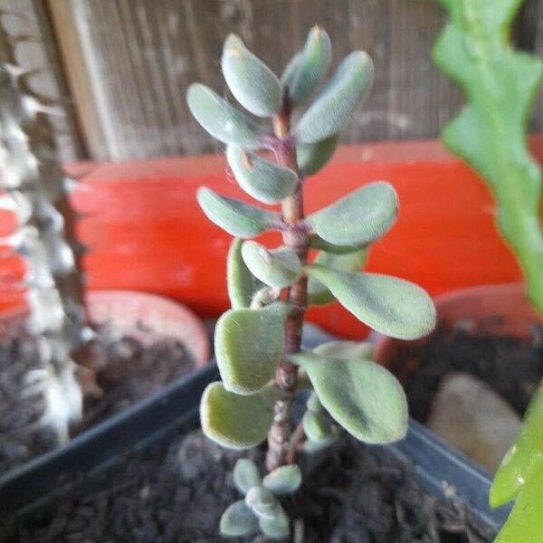 Crassula lanuginosa Цвят