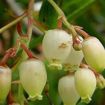 Arbutus andrachne Flower