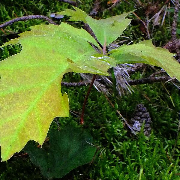 Quercus rubra Хабит