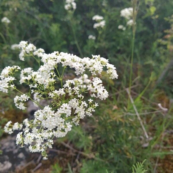 Galium glaucum Fleur