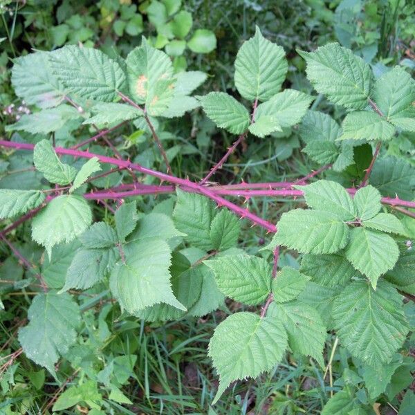 Rubus imbricatus Άλλα