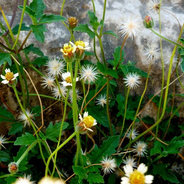 Tridax procumbens ᱛᱟᱦᱮᱸ