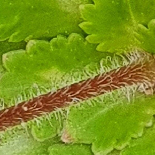 Saxifraga cuneifolia বাকল