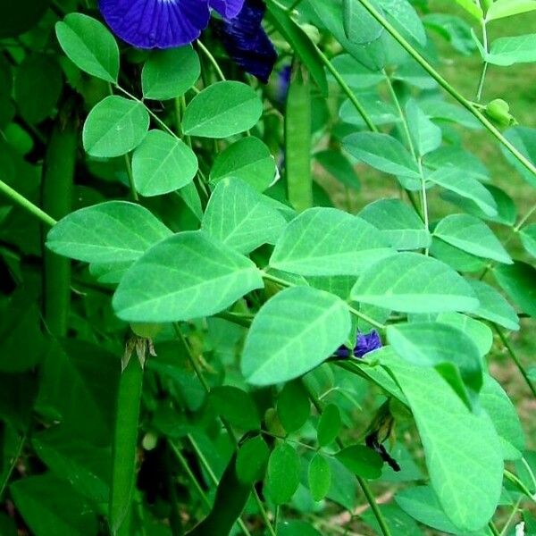 Clitoria ternatea पत्ता