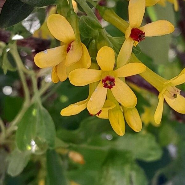 Ribes aureum 花