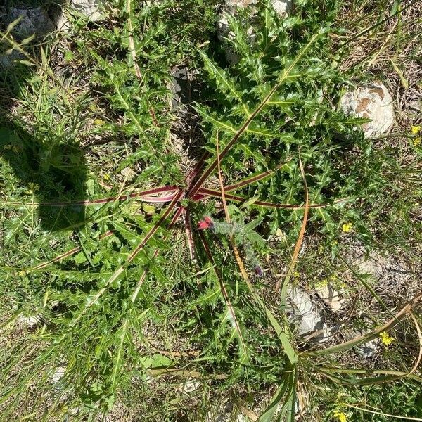 Gözlem: Gundelia tournefortii L. (Hila Boker 1 Nis 2023) World flora ...