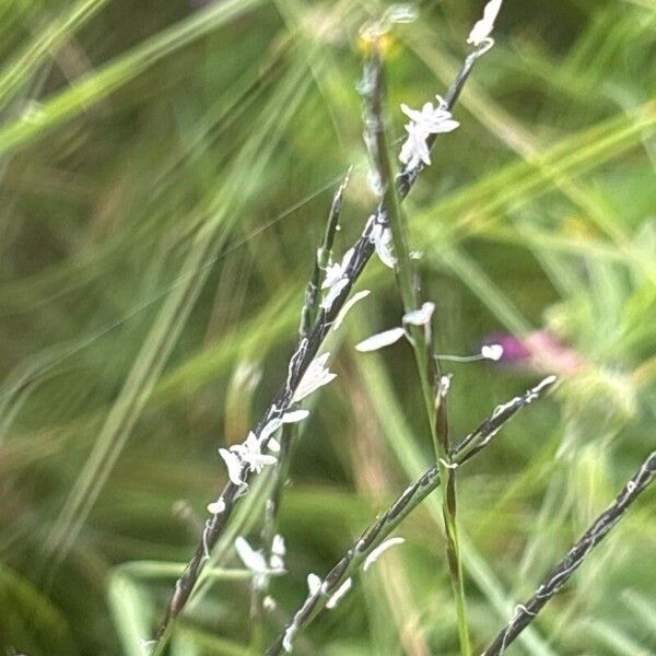 Nardus stricta പുഷ്പം