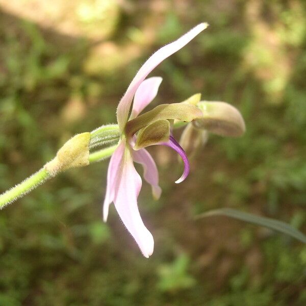 Ancistrochilus rothschildianus Fleur