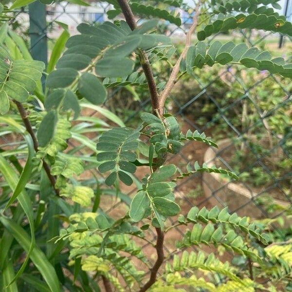 Tamarindus indica Blad