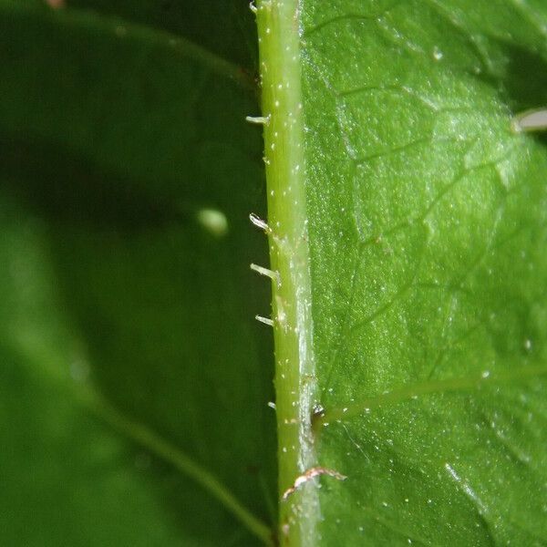 Pteris hamulosa Liść