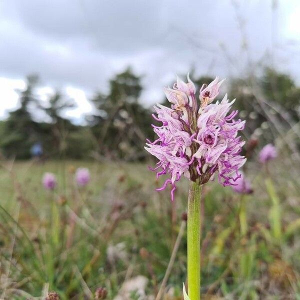 Orchis simia 花