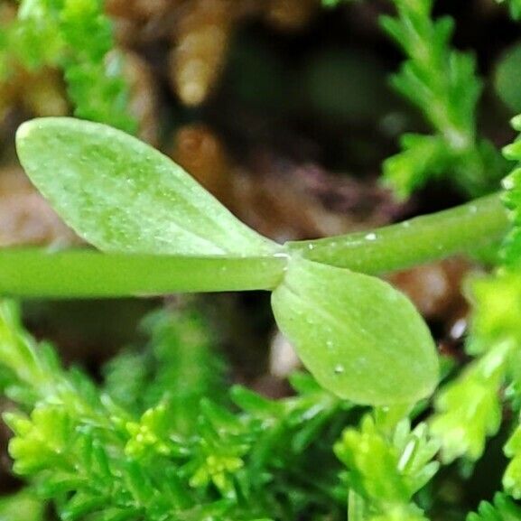Sagina nodosa Leaf