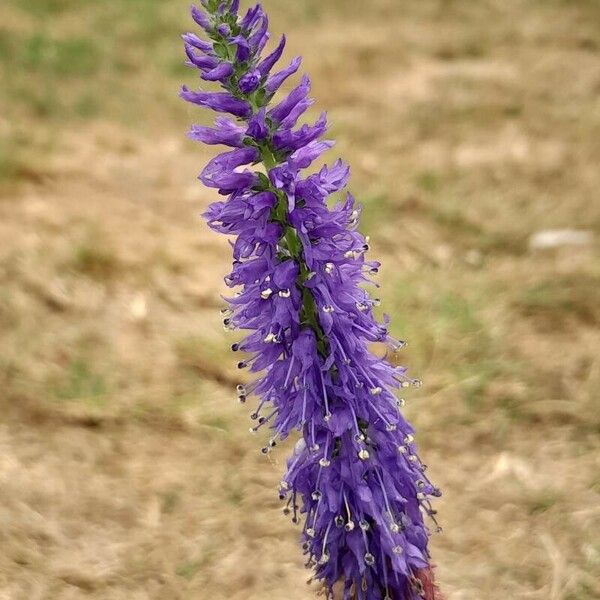 Veronica spicata Blüte