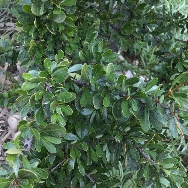 Argania spinosa Leaf