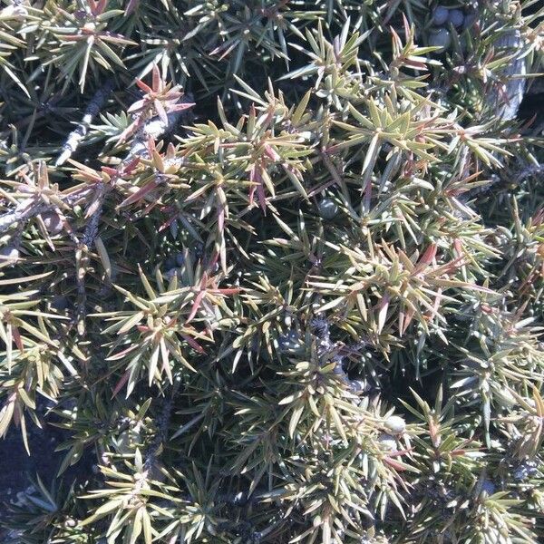 Juniperus communis Folha