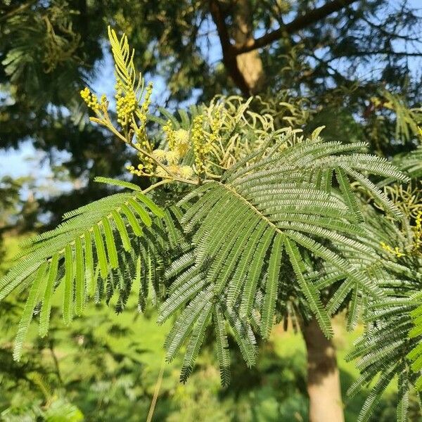 Acacia mearnsii Лист