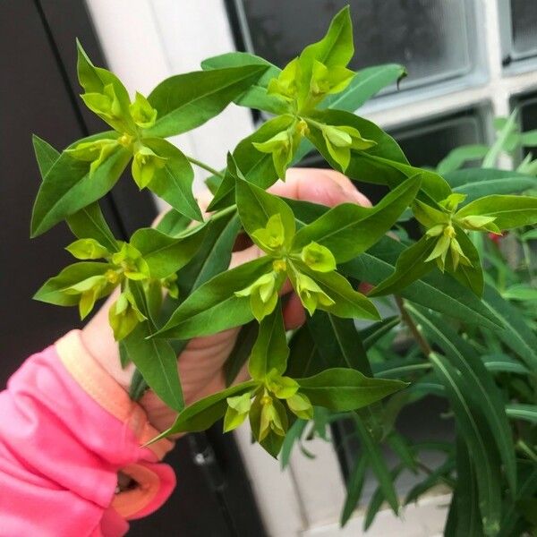 Euphorbia platyphyllos Blomma