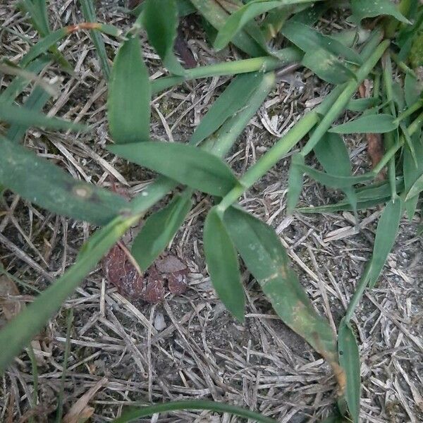 Digitaria sanguinalis List