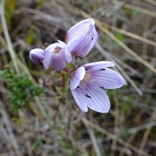 Gentianella corymbosa Flower