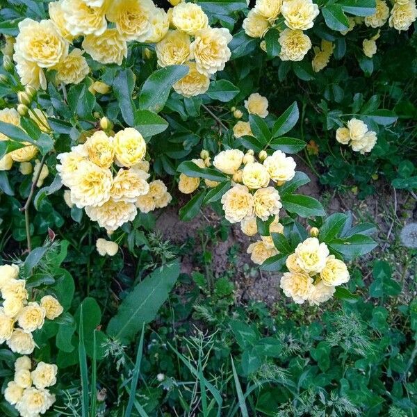 Rosa banksiae Blüte